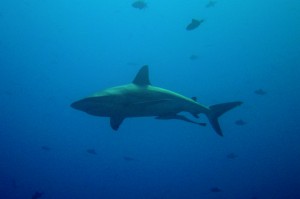 Shark_NOAA