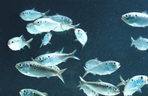 Atlantic menhaden