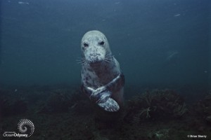 ocean-awareness-week