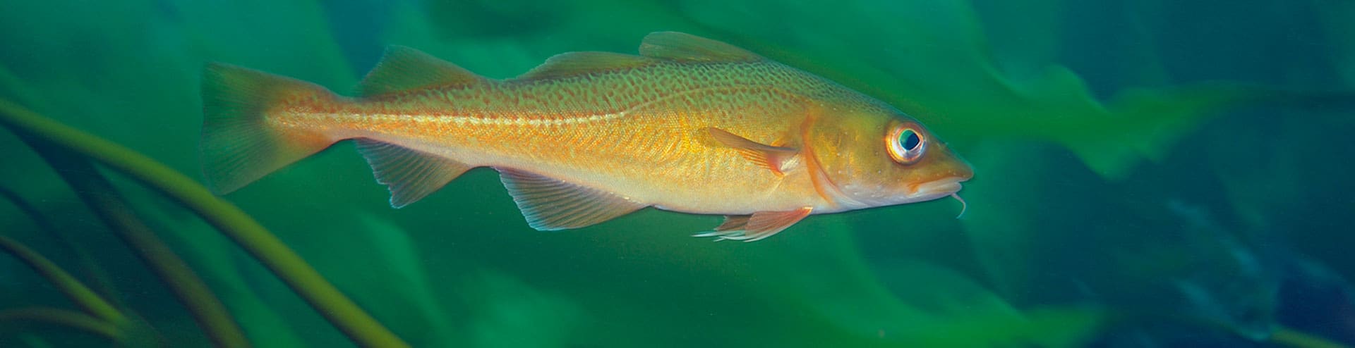 Rhode Island Cod Fishing Regulations Rhode Island Cod Fishing Regulations
