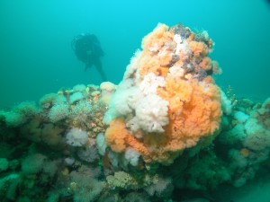 Stellwagen Anemones