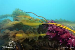 Cashes Ledge harbors the largest, deepest kelp forest on the eastern seaboard.
