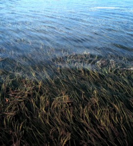 Eelgrass is a vital habitat for wildlife – and plays an important role in carbon storage. ©Massachusetts Office of Coastal Zone Management via Photopin/Creative Commons 2.0