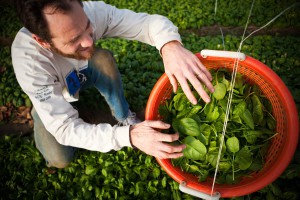 The Food Safety Modernization Act could harm small- to mid-size farms throughout New England. ©EcoPhotography