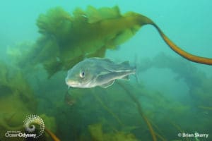 Kelp Forest and Cod at Cashes Ledge; 70-miles off the coast of Maine