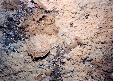 A sea scallop and tunicate colonies encrusting pebble gravel habitat on Northern Georges Bank. Photo by USGS.