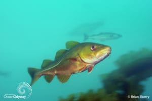 A red cod swims in the healthy kelp forest on Cashes Ledge