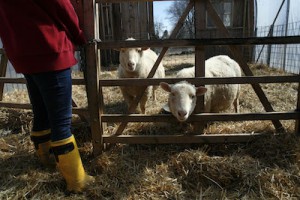 (150416-33)--April 16, 2015--Steuben, ME--Dovetail Family Farm © George Waldman