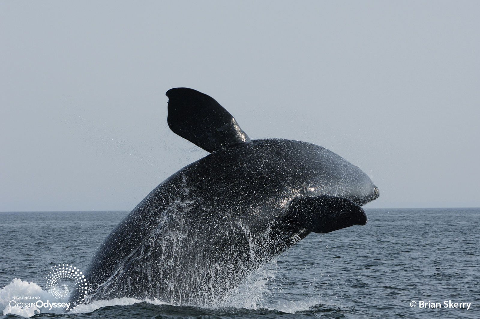 PCCS provides data sets from their research that drive the ocean planning process, including data on humpback and right whales