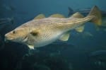 Atlantic cod (Gadus morhua). Photo credit: Dieter Craasman