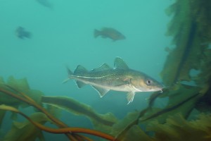 Atlantic cod