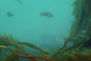 What the future could look like for Atlantic cod