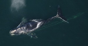 NOAA expanded critical habitat for endangered North Atlantic right whales to encompass the entire Gulf of Maine. Image via NOAA.