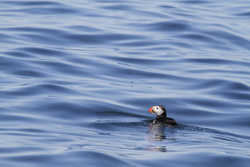 Puffin on Deep Blue Sea at Eastern Egg Rock. Photo by Stephen Kress