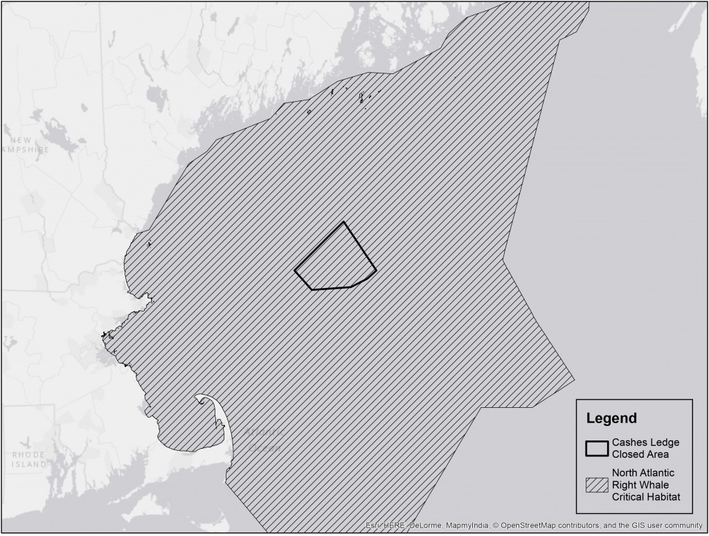 Right whale critical habitat