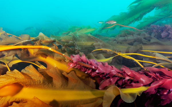 Cashes Ledge kelp forest
