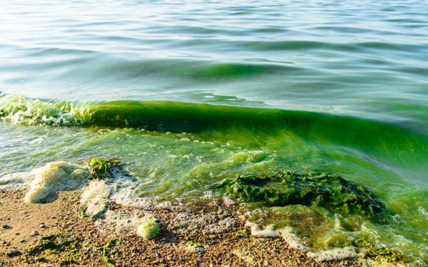 Algae blooms phosphorus pollution