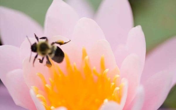 Bee perched on a flower.