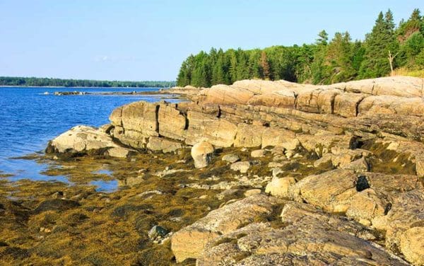 Maine rockweed