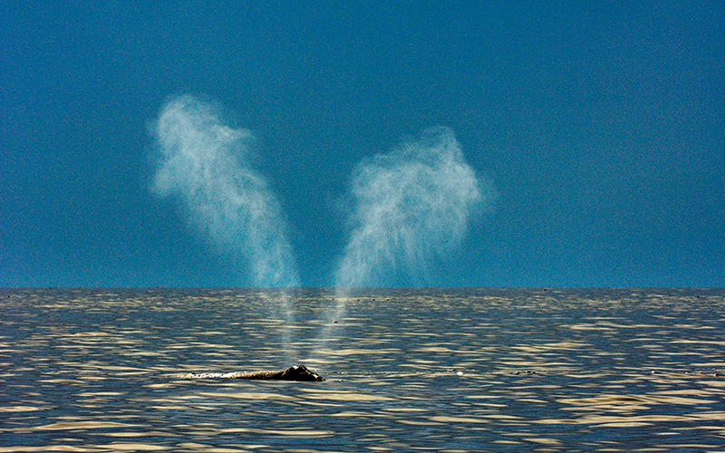 right whales