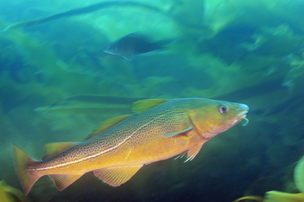 Kelp Forest and Red Cod