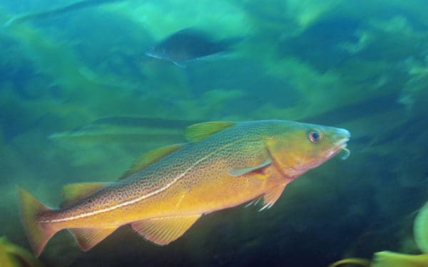 Kelp Forest and Red Cod