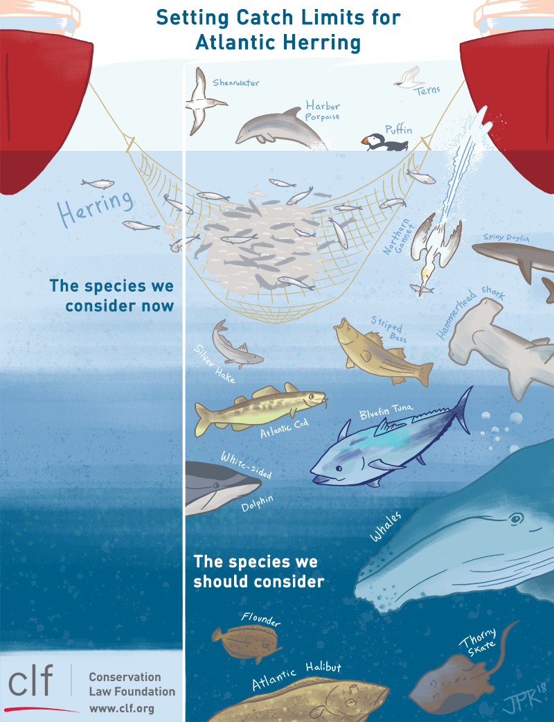 herring_ecosystem