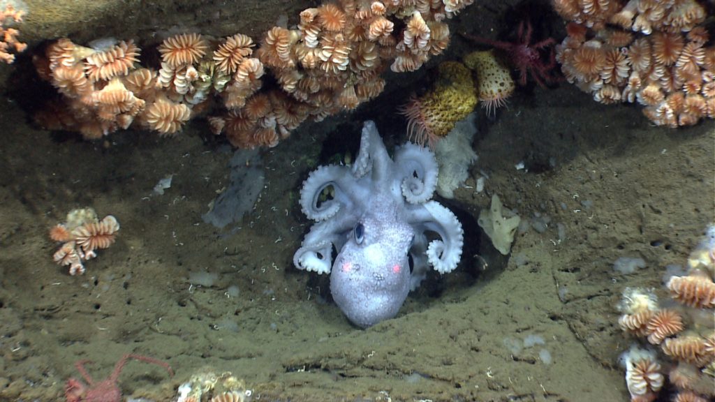 Octopus in the Canyons and Seamounts