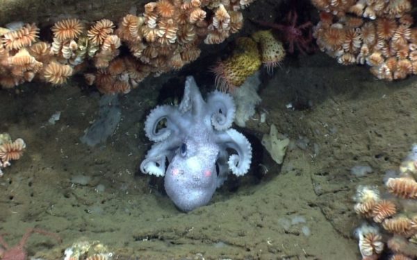 Octopus in the Canyons and Seamounts