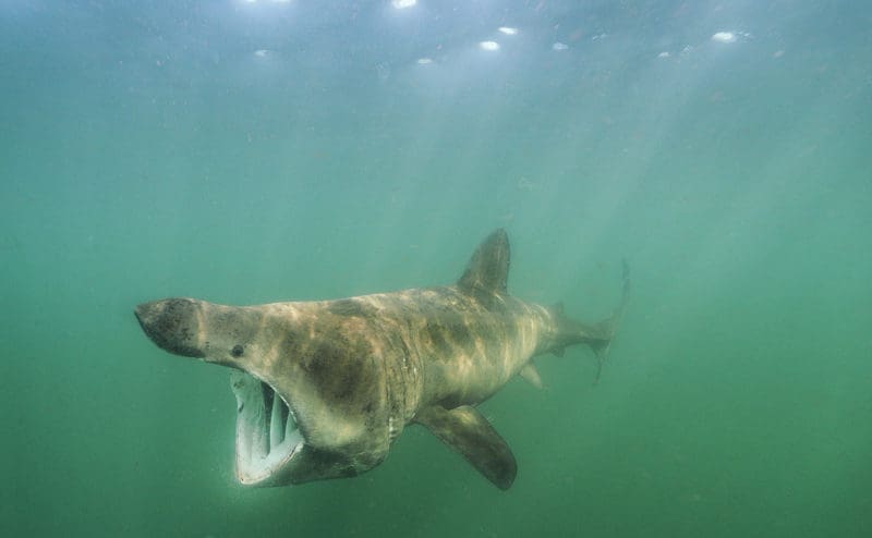 Basking shark