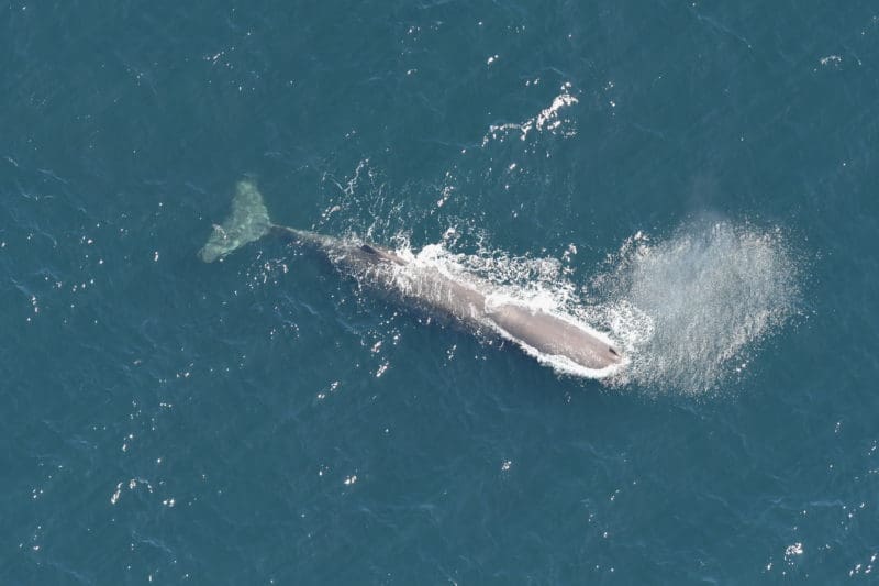 Sperm whale