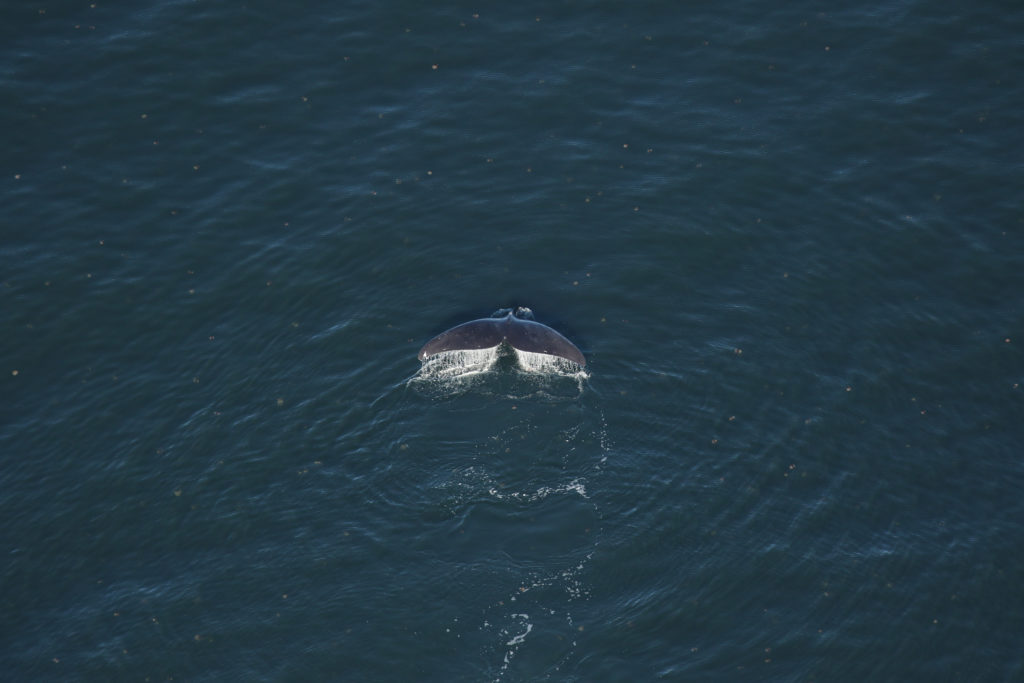 North Atlantic right whale