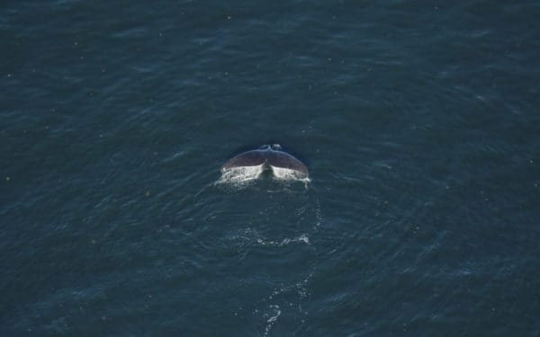 North Atlantic right whale