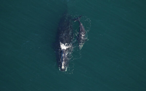 Right whale 