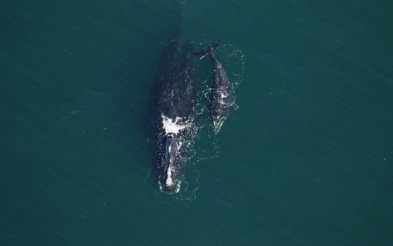 Right whale "Nauset" and calf