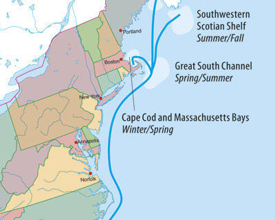 Whale migration map