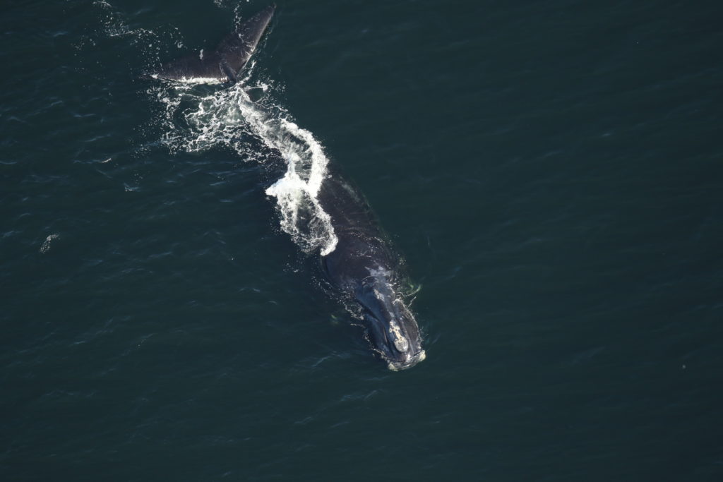 North Atlantic right whale