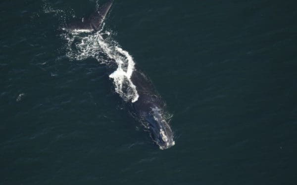 North Atlantic right whale