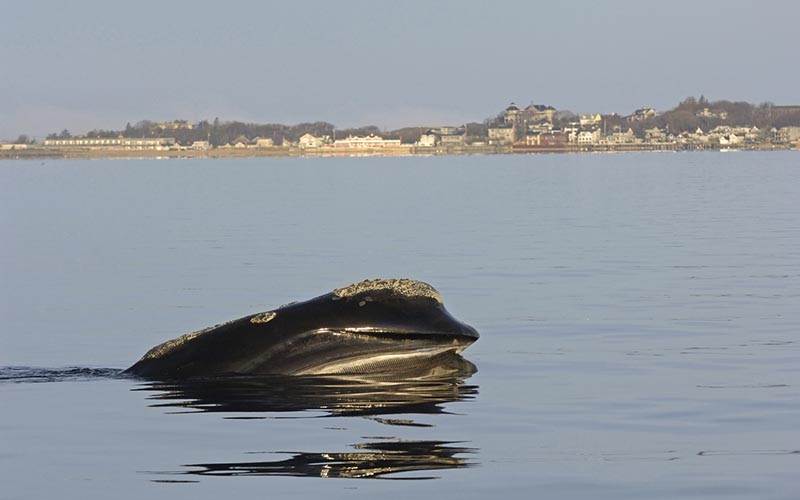 Photo: right whale in Cape Cod Bay.