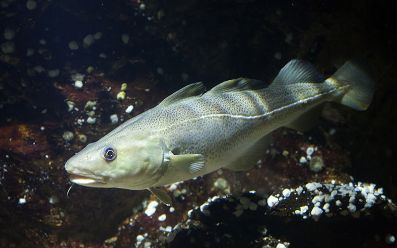 Atlantic cod