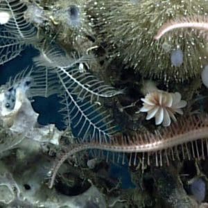 White sponge skeleton and pink star fish at the Northeast Canyons and Seamounts Marine National Monument