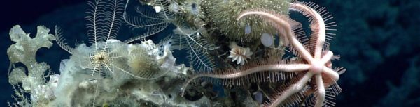 White sponge skeleton and pink star fish at the Northeast Canyons and Seamounts Marine National Monument