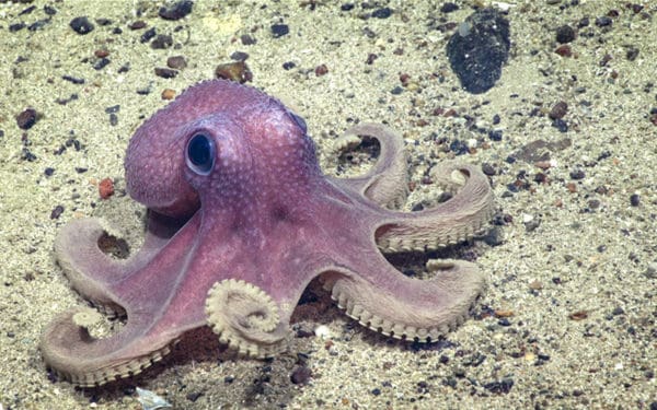 octopus