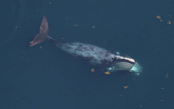 right whale aerial shot