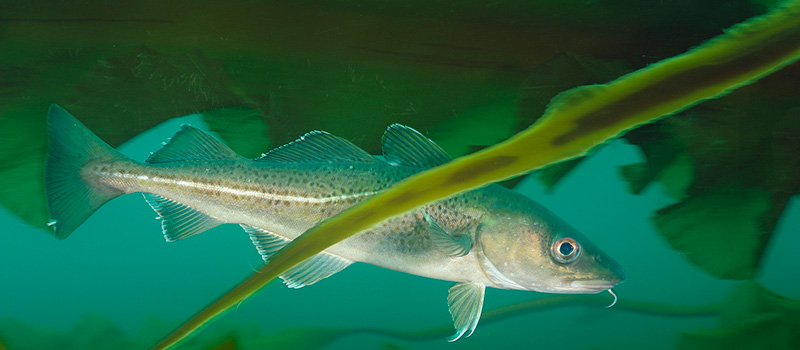 Atlantic cod on Cashes Ledge