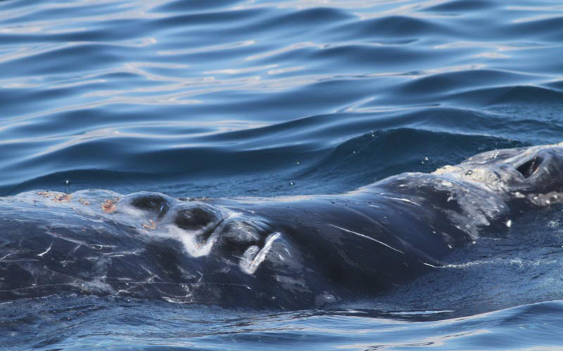 Injured north Atlantic right whale #4150 bears deep scars from propeller in a ship strike, last seen in 2019. 