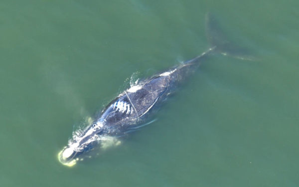 Injured north Atlantic right whale #4150 bears deep scars from propeller strike, last seen in 2019.