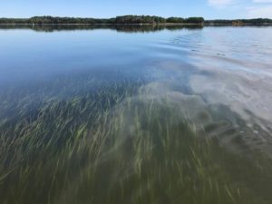 Luscious eelgrass, a sign of healthy estuaries is making a comeback in Great Bay. Photo: Melissa Paly.