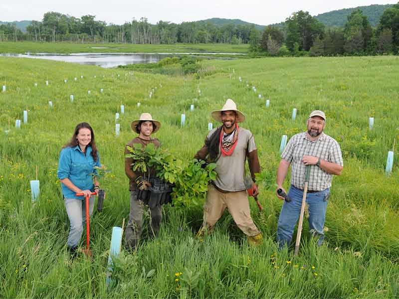 local residents work on Vermont restoration project during the COVID-19 pandemic. Four people planting trees.