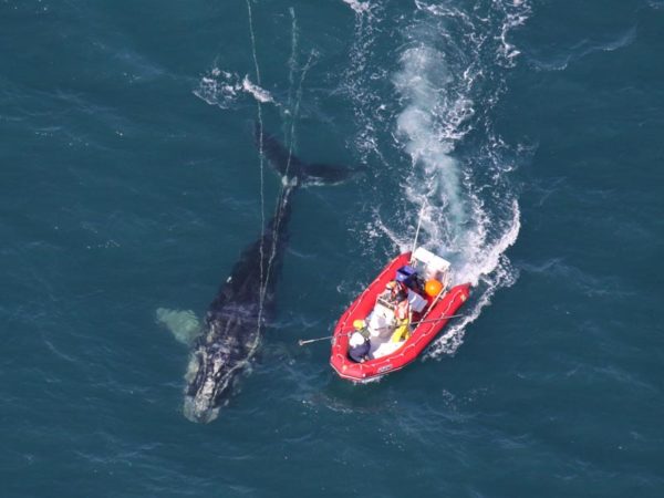 Entangled North Atlantic Right Whales with search and rescue team NOAA